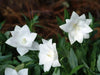 Balloon Flower Seeds - WHITE, Platycodon Grandiflorus, asian Vegetable - Caribbean garden seed