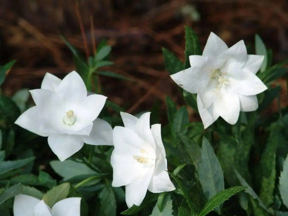 Balloon Flower Seeds - WHITE, Platycodon Grandiflorus, asian Vegetable - Caribbean garden seed