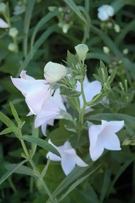 Balloon Flower Seeds - WHITE, Platycodon Grandiflorus, asian Vegetable - Caribbean garden seed