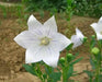 Balloon Flower Seeds - WHITE, Platycodon Grandiflorus, asian Vegetable - Caribbean garden seed