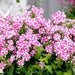 Bambini Candy Crush, Dwarf Garden Phlox (Plant/ Root) - Caribbean garden seed