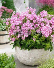 Bambini Candy Crush, Dwarf Garden Phlox (Plant/ Root) - Caribbean garden seed