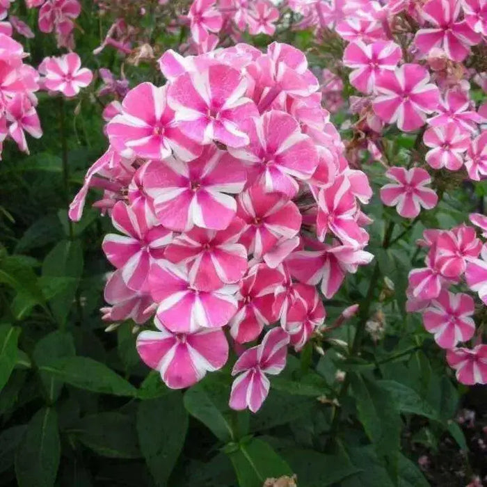Bambini Candy Crush, Dwarf Garden Phlox (Plant/ Root) - Caribbean garden seed