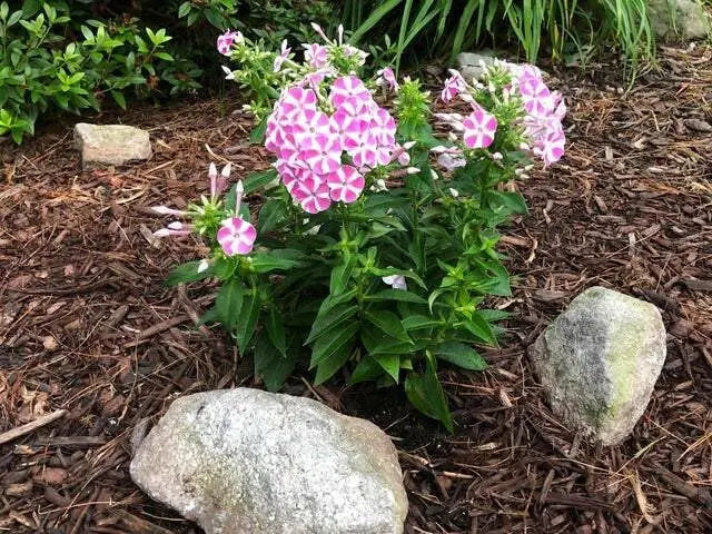 Bambini Candy Crush, Dwarf Garden Phlox (Plant/ Root) - Caribbean garden seed