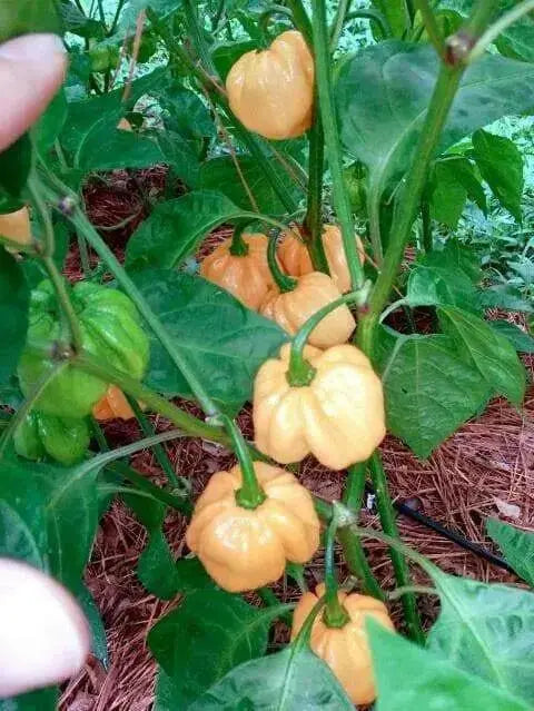 Bahamian Goat ,pepper seed - Capsicum chinense - Caribbean garden seed