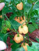 Bahamian Goat ,pepper seed - Capsicum chinense - Caribbean garden seed