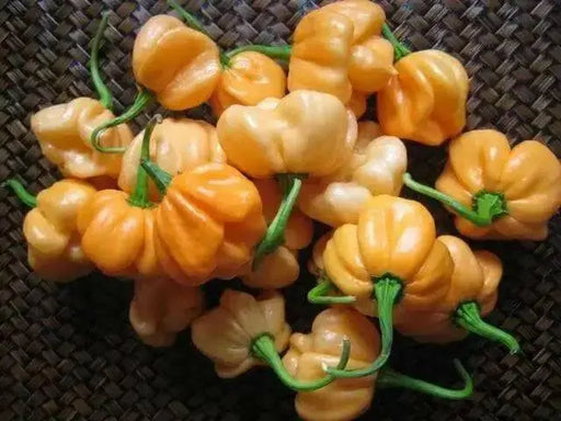 Bahamian Goat ,pepper seed - Capsicum chinense - Caribbean garden seed