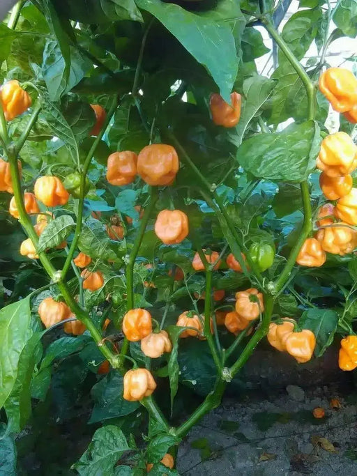 Bahamian Goat ,pepper seed - Capsicum chinense - Caribbean garden seed