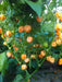 Bahamian Goat ,pepper seed - Capsicum chinense - Caribbean garden seed