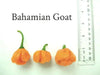 Bahamian Goat ,pepper seed - Capsicum chinense - Caribbean garden seed