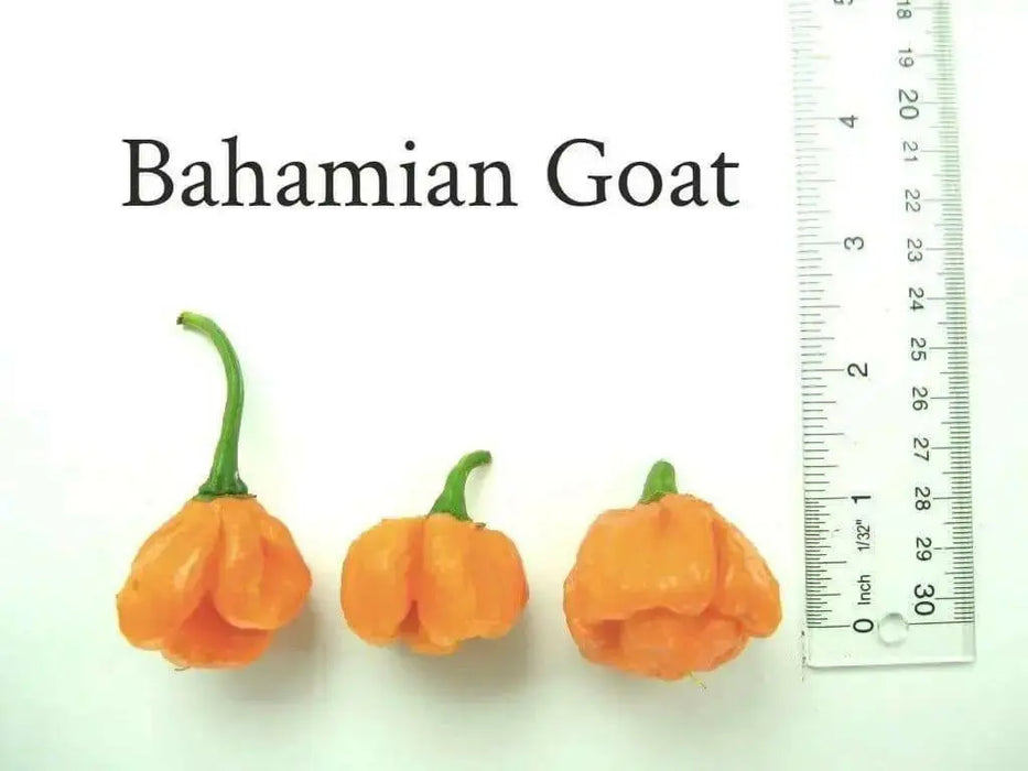 Bahamian Goat ,pepper seed - Capsicum chinense - Caribbean garden seed