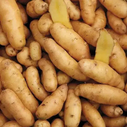 Banana Fingerling Potatoes - Caribbean garden seed