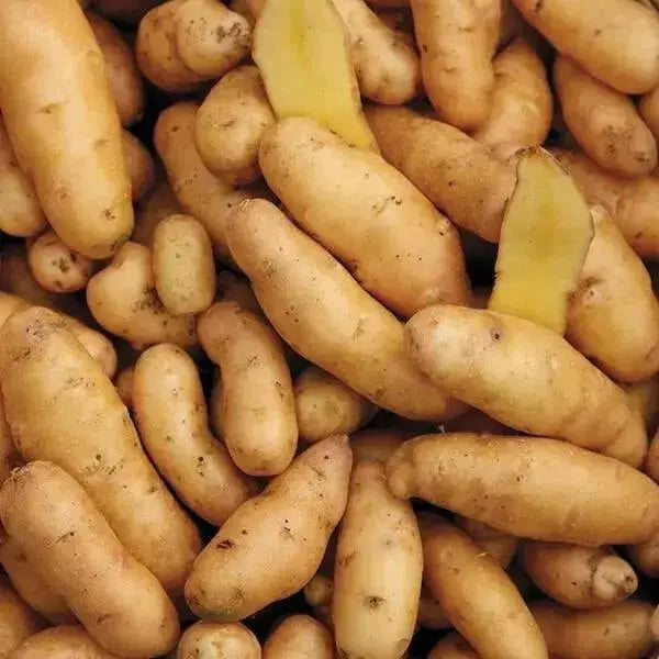 Banana Fingerling Potatoes - Caribbean garden seed