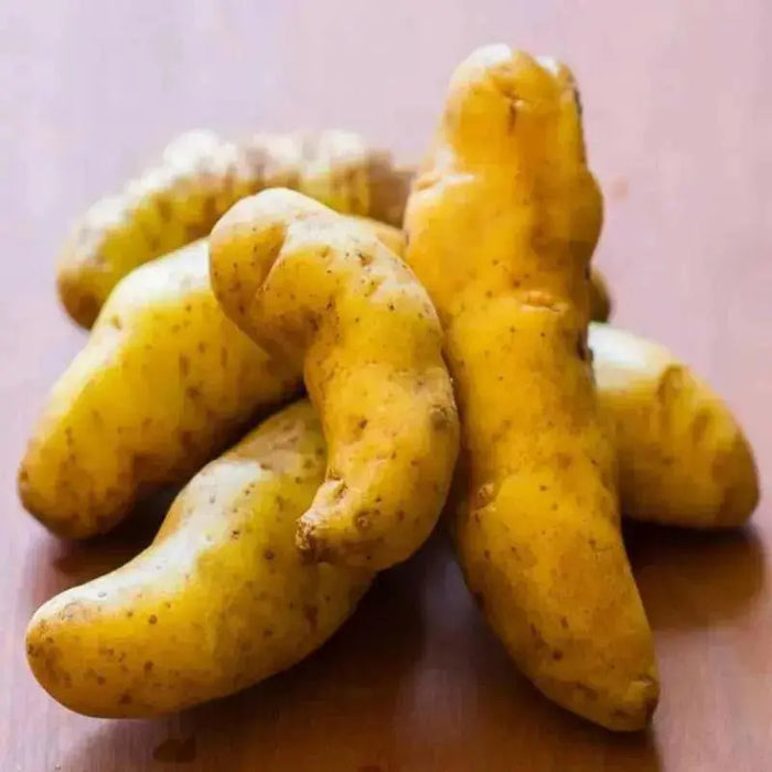 Banana Fingerling Potatoes - Caribbean garden seed