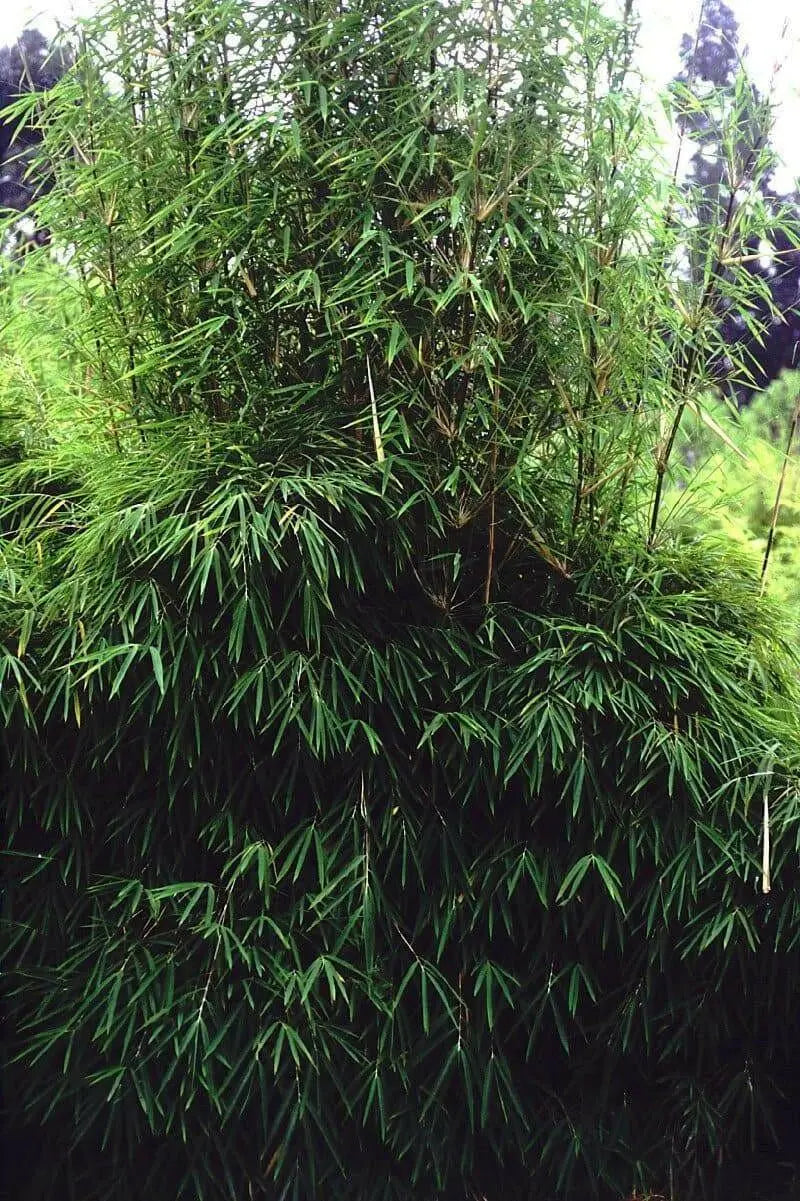 Bamboo seeds,Hardy clumping ,EVERGREEN SHRUB - Caribbean garden seed