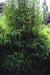 Bamboo seeds,Hardy clumping ,EVERGREEN SHRUB - Caribbean garden seed