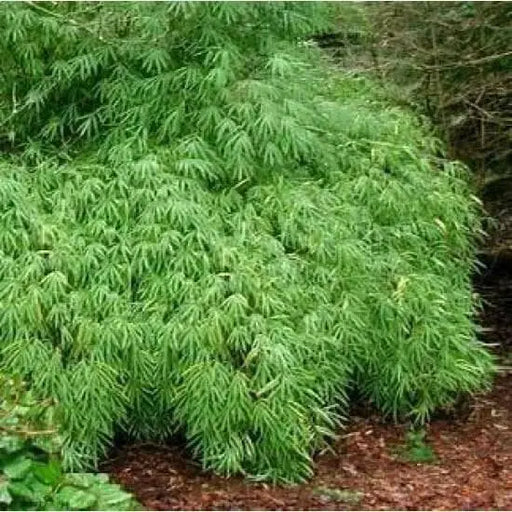 Bamboo seeds,Hardy clumping ,EVERGREEN SHRUB - Caribbean garden seed