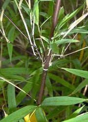 Bamboo seeds,Hardy clumping ,EVERGREEN SHRUB - Caribbean garden seed