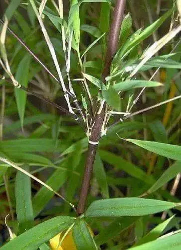 Bamboo seeds,Hardy clumping ,EVERGREEN SHRUB - Caribbean garden seed