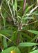 Bamboo seeds,Hardy clumping ,EVERGREEN SHRUB - Caribbean garden seed