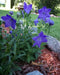 Balloon Flower Seeds - Blue, Platycodon Grandiflorus , Asian Vegetable - Caribbean garden seed