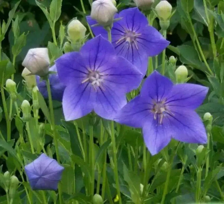 Balloon Flower Seeds - Blue, Platycodon Grandiflorus , Asian Vegetable - Caribbean garden seed