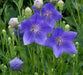 Balloon Flower Seeds - Blue, Platycodon Grandiflorus , Asian Vegetable - Caribbean garden seed