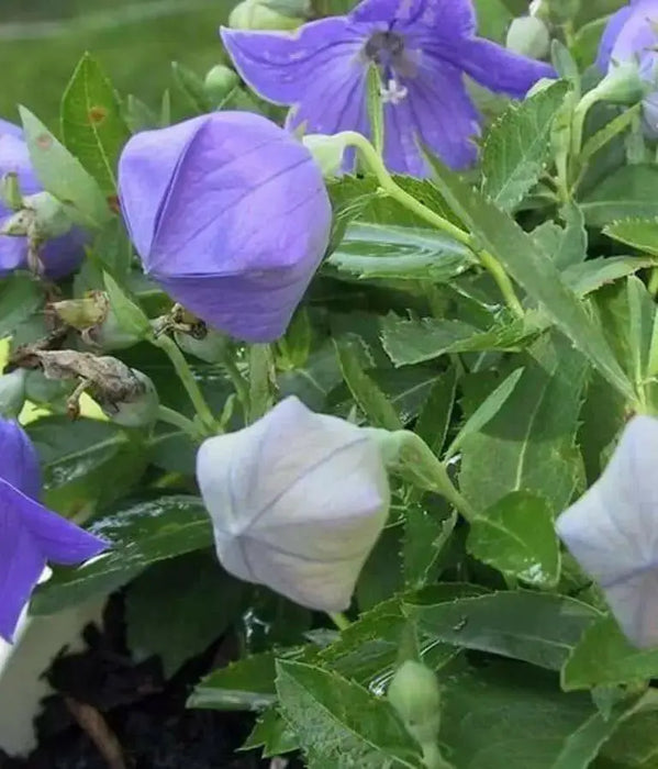 Balloon Flower Seeds - Blue, Platycodon Grandiflorus , Asian Vegetable - Caribbean garden seed