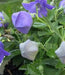 Balloon Flower Seeds - Blue, Platycodon Grandiflorus , Asian Vegetable - Caribbean garden seed