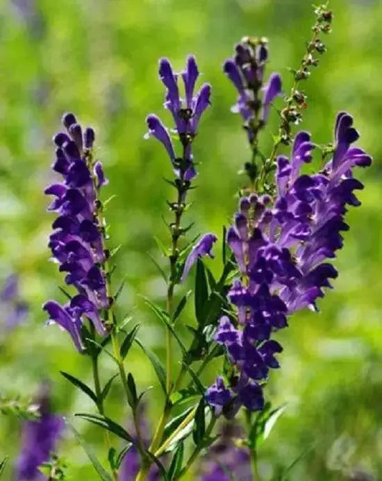 Baikal skullcap Herb Seeds ,scutellaria baicalensis - Caribbean garden seed