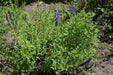 Baikal skullcap Herb Seeds ,scutellaria baicalensis - Caribbean garden seed