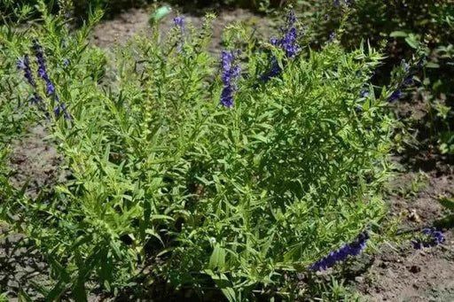Baikal skullcap Herb Seeds ,scutellaria baicalensis - Caribbean garden seed