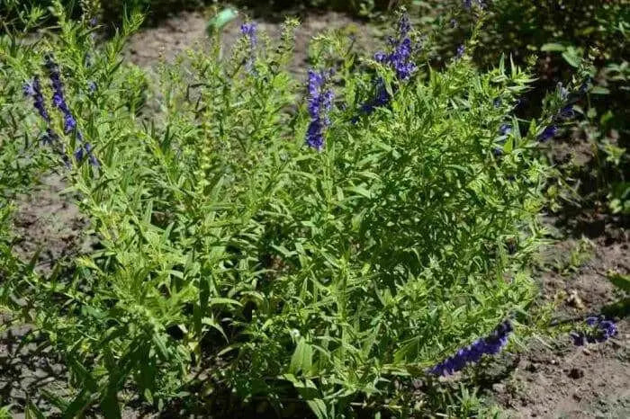 Baikal skullcap Herb Seeds ,scutellaria baicalensis - Caribbean garden seed