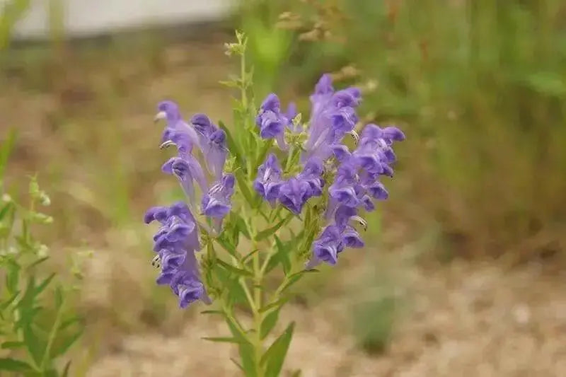 Baikal skullcap Herb Seeds ,scutellaria baicalensis - Caribbean garden seed