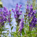 Baikal skullcap Herb Seeds ,scutellaria baicalensis - Caribbean garden seed