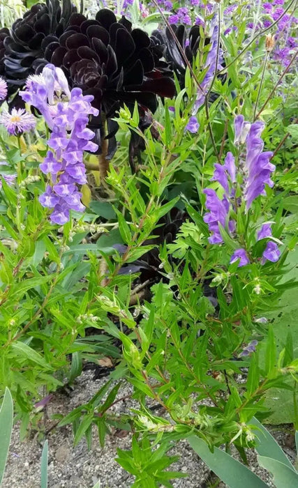 Baikal skullcap Herb Seeds ,scutellaria baicalensis - Caribbean garden seed