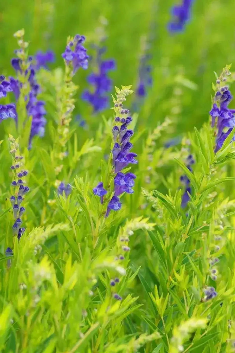 Baikal skullcap Herb Seeds ,scutellaria baicalensis - Caribbean garden seed