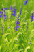 Baikal skullcap Herb Seeds ,scutellaria baicalensis - Caribbean garden seed