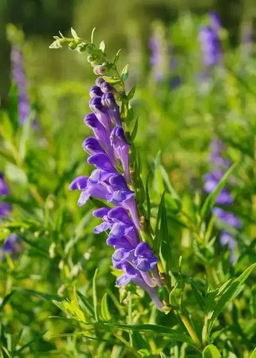 Baikal skullcap Herb Seeds ,scutellaria baicalensis - Caribbean garden seed