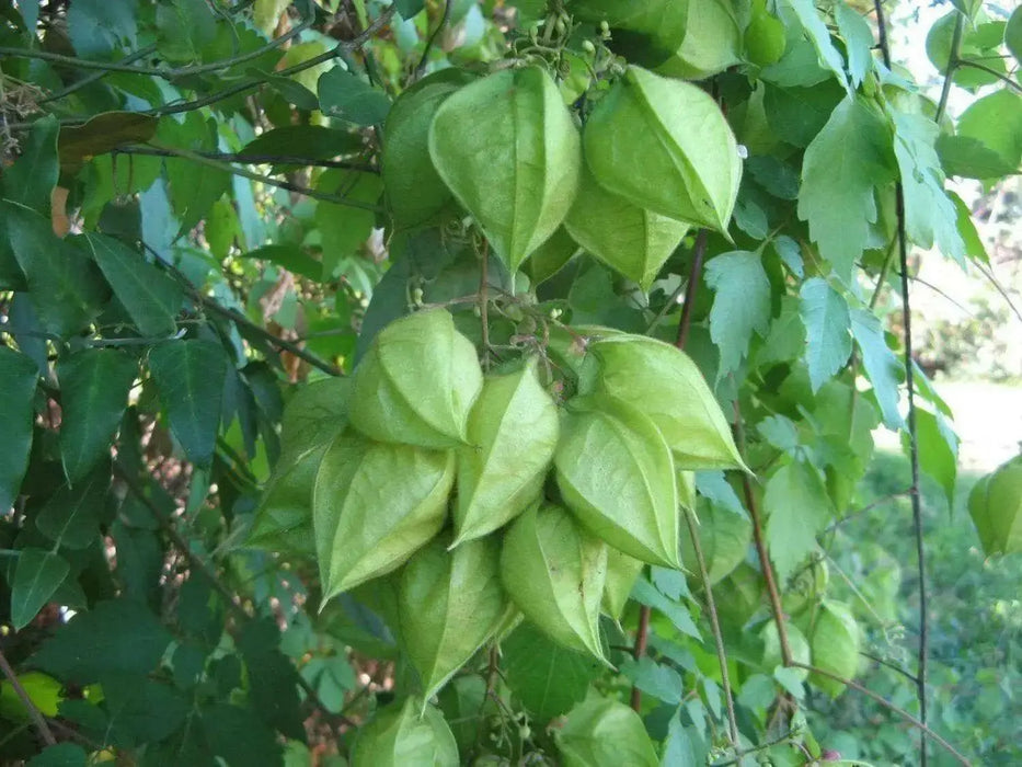 Balloon Vine Or Love in a Puff Vine - Cardiospermum Halicacabum, white flowers - Caribbean garden seed