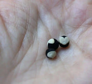 Balloon Vine Or Love in a Puff Vine - Cardiospermum Halicacabum, white flowers - Caribbean garden seed