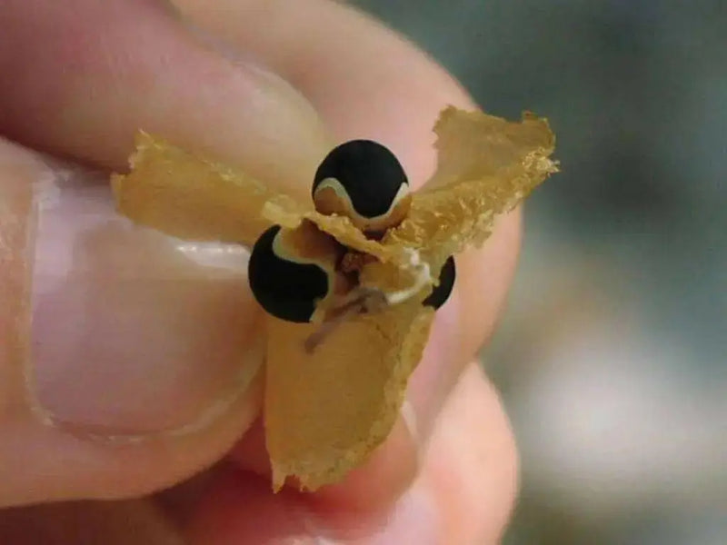 Balloon Vine Or Love in a Puff Vine - Cardiospermum Halicacabum, white flowers - Caribbean garden seed