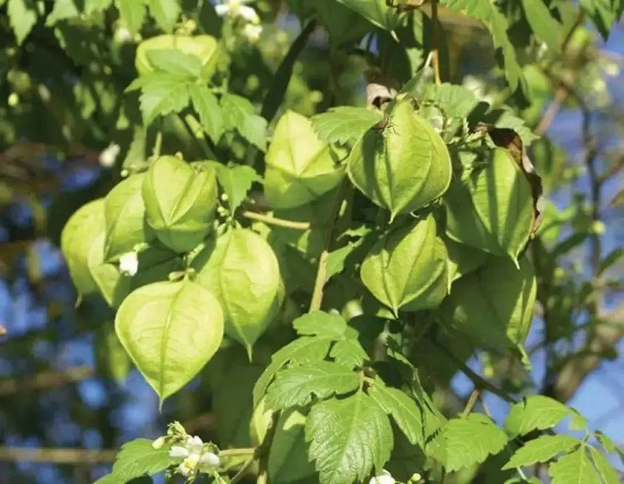 Balloon Vine Or Love in a Puff Vine - Cardiospermum Halicacabum, white flowers - Caribbean garden seed