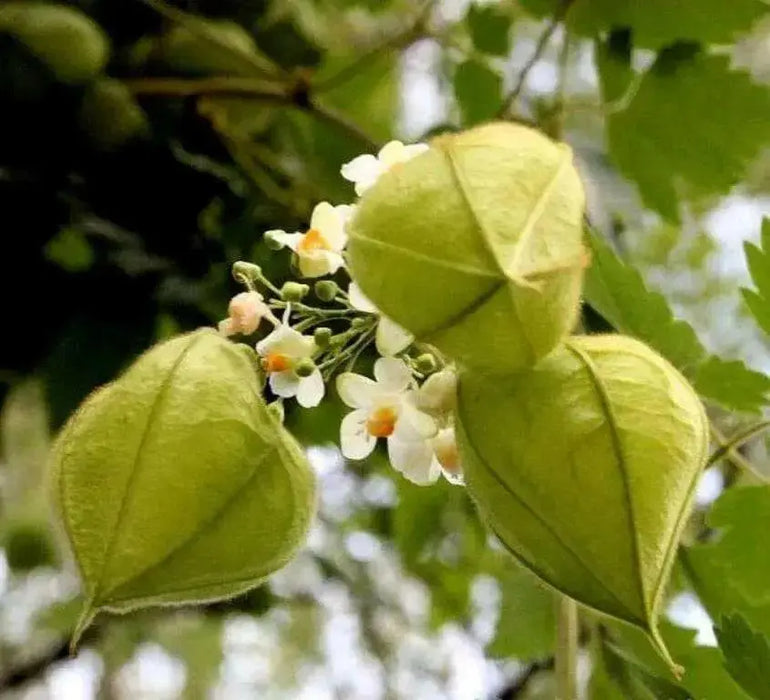 Balloon Vine Or Love in a Puff Vine - Cardiospermum Halicacabum, white flowers - Caribbean garden seed