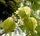 Balloon Vine Or Love in a Puff Vine - Cardiospermum Halicacabum, white flowers - Caribbean garden seed