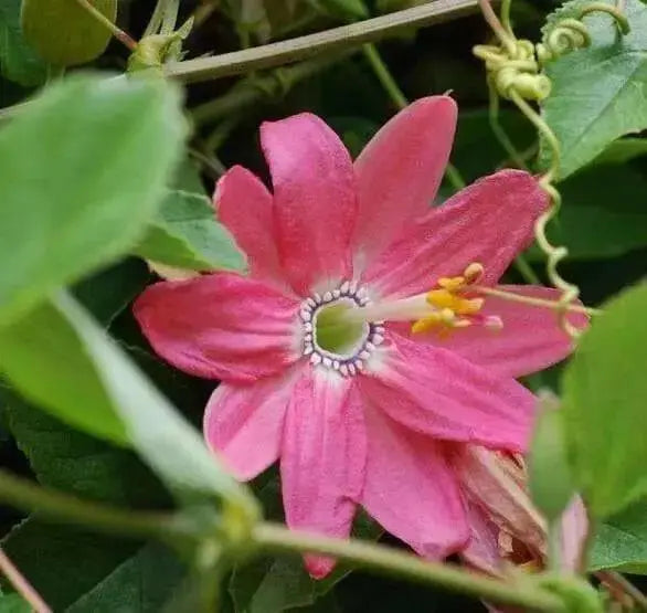 BANANA PASSION FRUIT Seed ,TROPICAL VINE - Caribbean garden seed