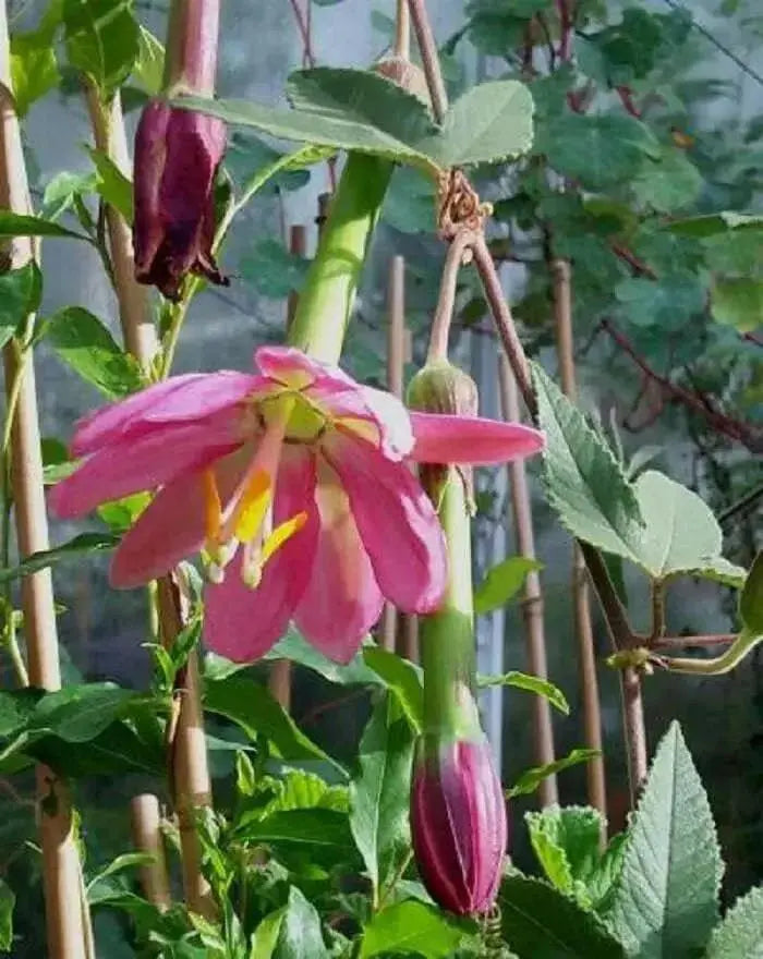 BANANA PASSION FRUIT Seed ,TROPICAL VINE - Caribbean garden seed