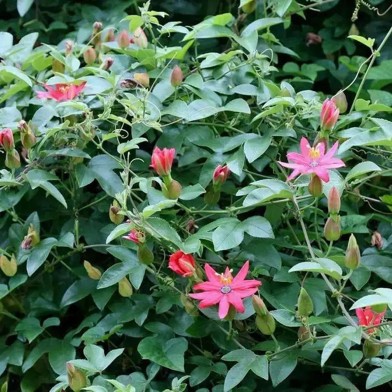BANANA PASSION FRUIT Seed ,TROPICAL VINE - Caribbean garden seed