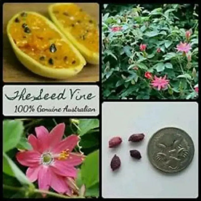 BANANA PASSION FRUIT Seed ,TROPICAL VINE - Caribbean garden seed