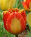 Banja Luka Tulip Bulbs, FALL PLANTING - Caribbean garden seed